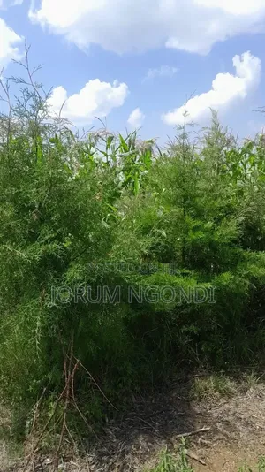 Plot for Sale