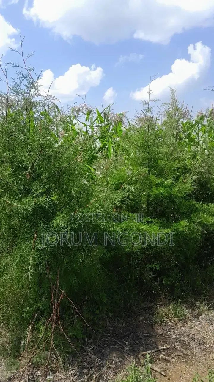 Plot for Sale