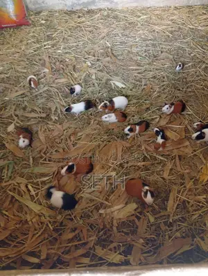 Guinea Pig