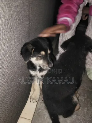 3-6 months Male Mixed Breed Rottweiler