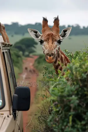 Professional Tourism Tour Guide Services