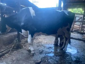 Daily Cows