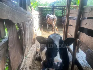 Daily Cows