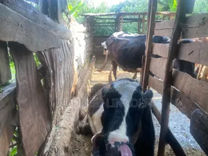Daily Cows