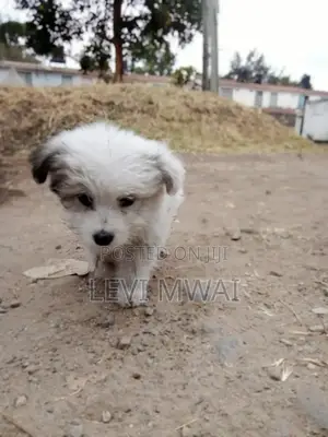 3-6 months Male Purebred Maltese