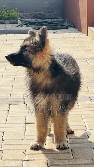 1-3 months Male Purebred German Shepherd