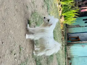 3-6 months Male Purebred Maltese