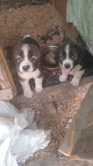 1-3 months Female Purebred Caucasian Shepherd