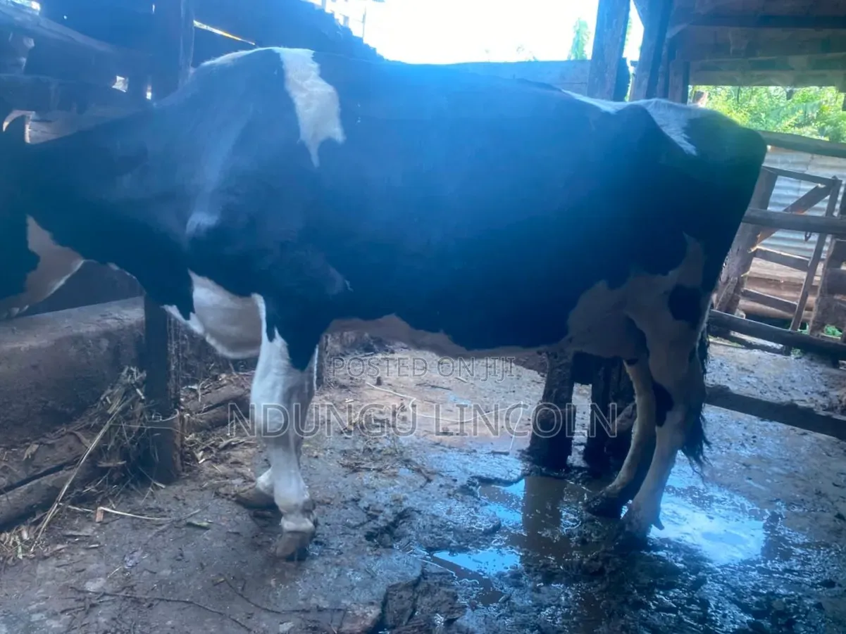 Daily Cows
