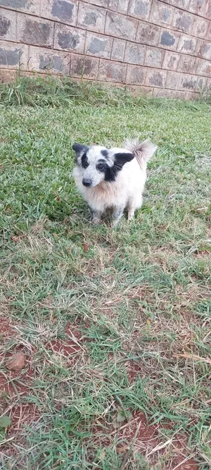 1-3 months Male Purebred Japanese Spitz