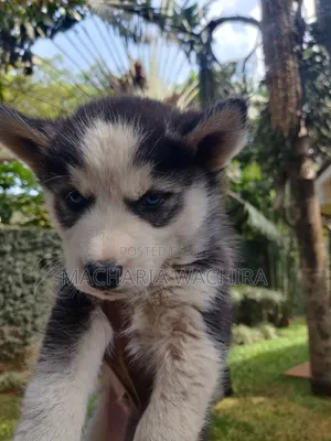1-3 months Male Purebred Siberian Husky