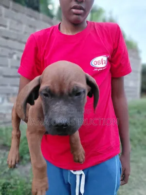 1-3 months Male Purebred Boerboel