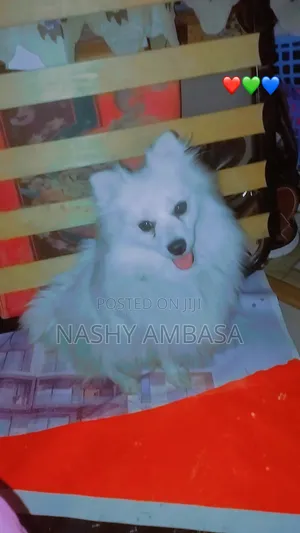 6-12 months Female Purebred Japanese Spitz