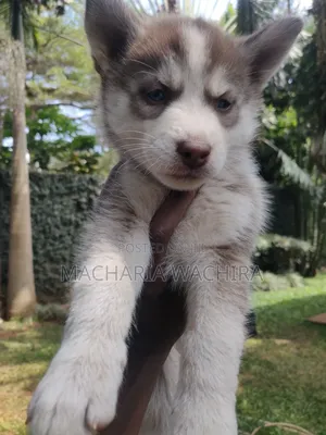 1-3 months Female Purebred Siberian Husky
