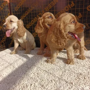 1-3 months Male Purebred Cocker Spaniel