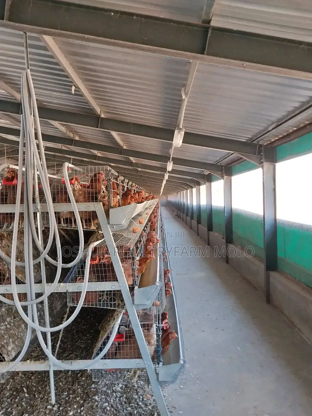 Fresh Chickens for Sale