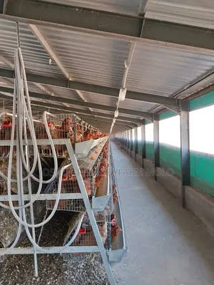 Fresh Chickens for Sale