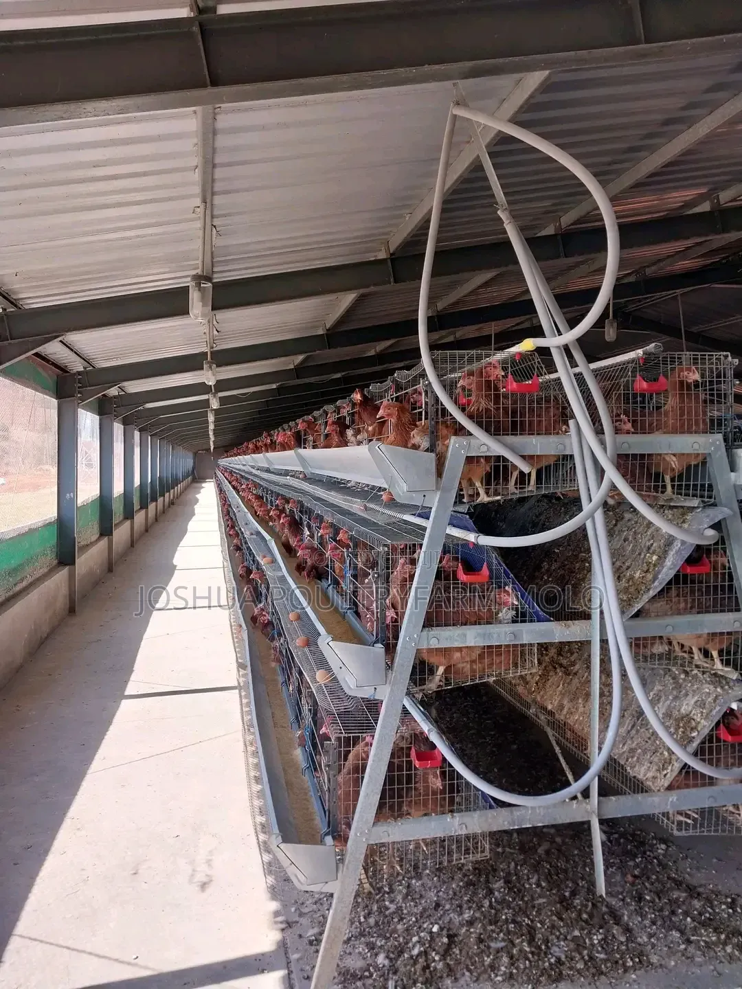 Fresh Chickens for Sale