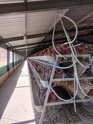 Fresh Chickens for Sale