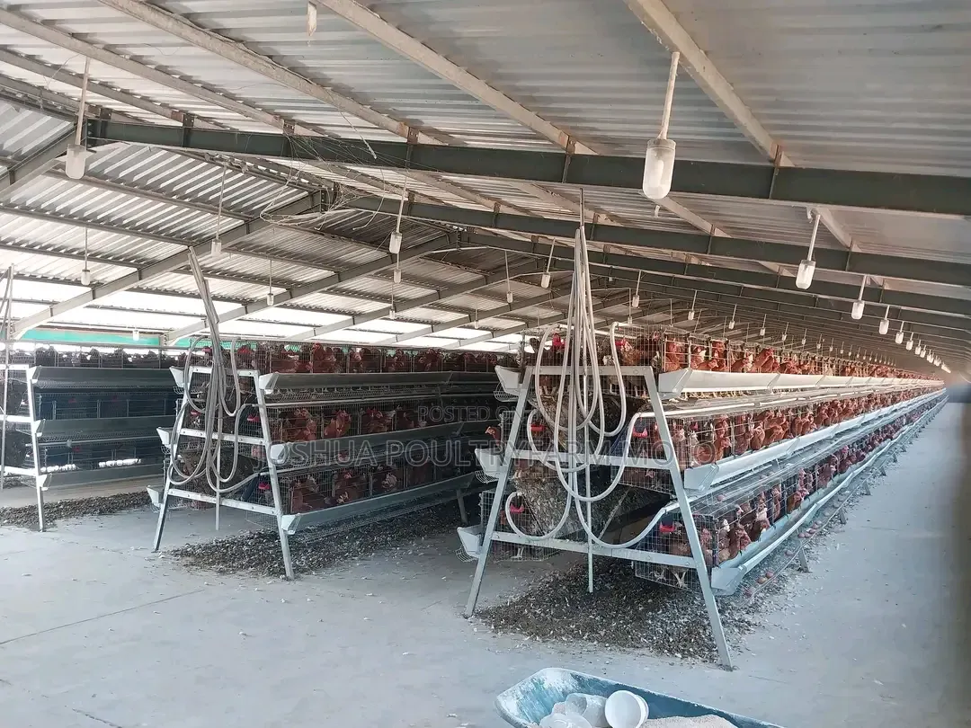 Fresh Chickens for Sale