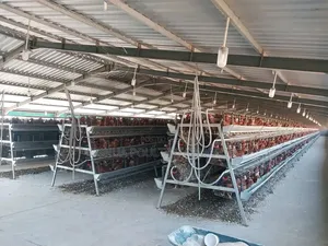 Fresh Chickens for Sale