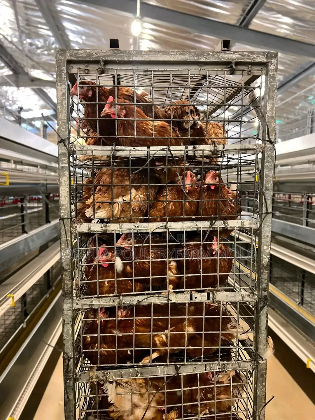 Fresh Chickens for Sale