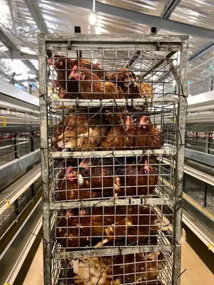Fresh Chickens for Sale