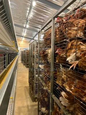 Fresh Chickens for Sale