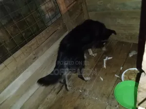 1+ year Male Mixed Breed German Shepherd