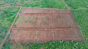  50x100 Plot for Sale at Nachu Mikuyuni – Only KSh 430,000!