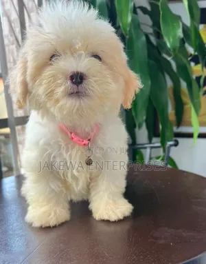 1-3 months Male Purebred Havanese