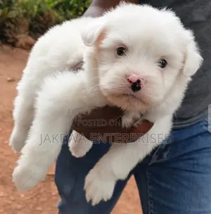 1-3 months Female Purebred Havanese
