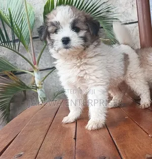 1-3 months Male Purebred Havanese