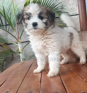 1-3 months Male Purebred Havanese