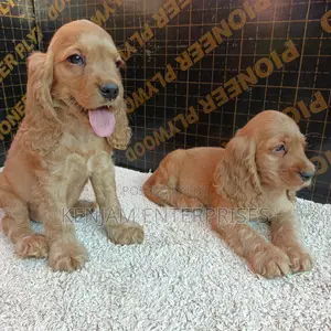 1-3 months Male Purebred English Cocker Spaniel