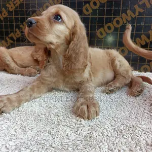 1-3 months Male Purebred English Cocker Spaniel