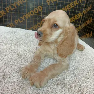 1-3 months Female Purebred English Cocker Spaniel
