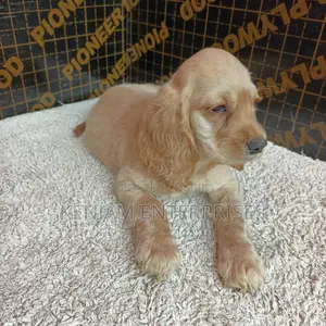 1-3 months Male Purebred English Cocker Spaniel