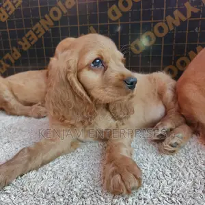 1-3 months Female Purebred English Cocker Spaniel