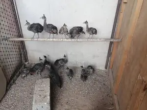 6 Month Old Pavu Green Peacock Chick Pairs for Sale