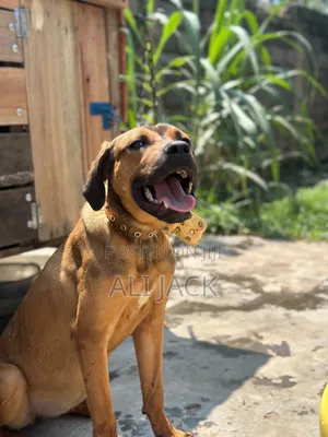 3-6 months Male Purebred Boerboel