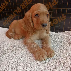 1-3 months Male Purebred English Cocker Spaniel