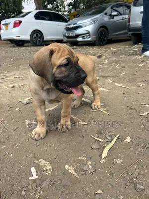 1-3 months Male Purebred Boerboel