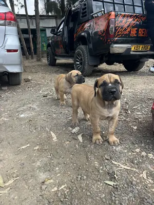 1-3 months Female Purebred Boerboel