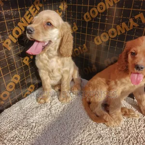 1-3 months Male Purebred English Cocker Spaniel