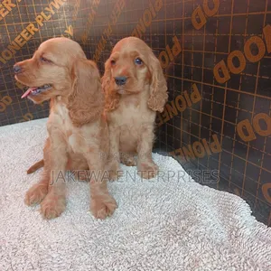 1-3 months Female Purebred English Cocker Spaniel