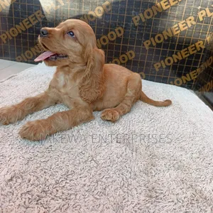 1-3 months Male Purebred English Cocker Spaniel