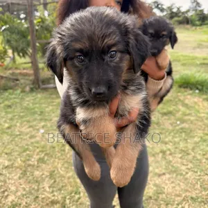 1-3 months Female Mixed Breed German Shepherd