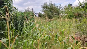 1acre Land Kasarani Behind St Francis Distress Sale