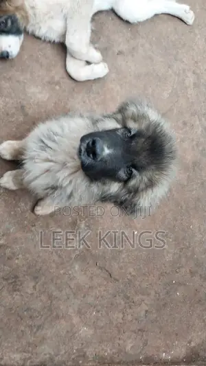 3-6 months Male Purebred Caucasian Shepherd